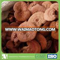 Organic Reishi extract powder powerful tonic ganoderma lucidum powder ( Reishi)